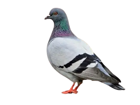 Pigeon control and bird proofing service